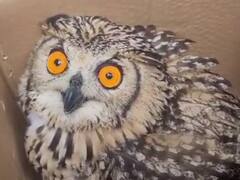 खौफजदा हुए लोग जब यहां मिला डेढ़ किलो वजनी उल्लू, इस ऐतिहासिक मंदिर से है पुराना रिश्ता