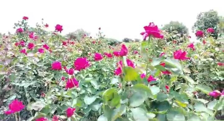 फुलांची विक्री करण्यासाठी औरंगाबाद शहरातील बाजारात पाठवण्यात येते. तर दोन रुपये फुलांप्रमाणे त्यांना बाजारात भाव मिळतोय.