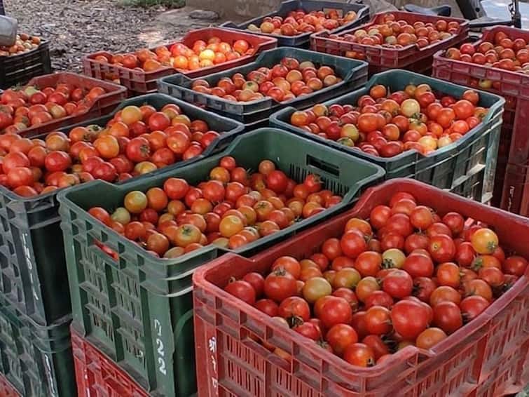 Tomato Prices: Tomatoes will continue to be sold at Rs 70 per kg! Government is going to take these steps to control the price Tomato Prices: ટામેટાના કિંમત ઊંધા માથે પટકાઇ, ભાવ ₹70 પ્રતિ કિલો પહોંચશે, સરકારે કરી તૈયારીઓ