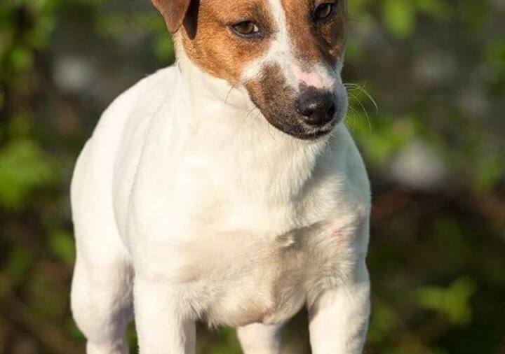 बताया जा रहा है कि वहां राहुल गांधी को डॉग पसंद आए लेकिन फ्लाइट में प्रति यात्री सिर्फ एक डॉग लाने की ही अनुमति है. इसलिए एक पेट डॉग ही दिल्ली लाए.