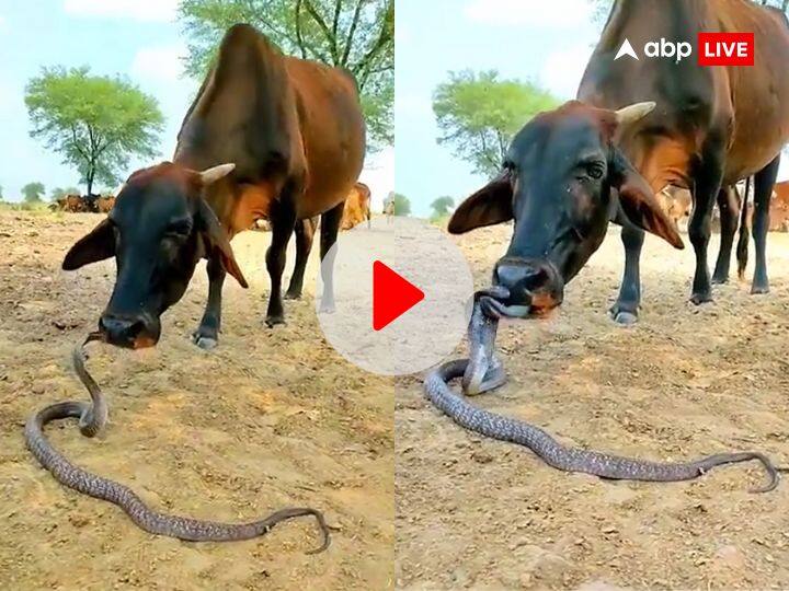 फन फैलाकर खड़ा था सांप, खिलौना समझकर उसे चाटने लग गई गाय और फिर जो हुआ....देखें ये Video Cow and dangerous snake viral video cow started licking its hood फन फैलाकर खड़ा था सांप, खिलौना समझकर उसे चाटने लग गई गाय और फिर जो हुआ....देखें ये Video