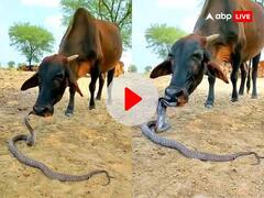 फन फैलाकर खड़ा था सांप, खिलौना समझकर उसे चाटने लग गई गाय और फिर जो हुआ....देखें ये Video