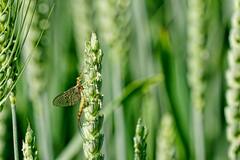 बच्चों को जन्म देने के बाद मर जाते हैं ये 5 जीव, देखिए लिस्ट