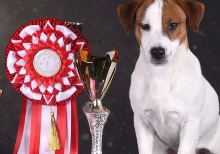 राहुल गांधी ने ये डॉग गोवा एक डॉग हाउस से लिया जिसे Sharvani Pitre नाम की महिला चलाती हैं. उनका पेट डॉग्स का ही काम है.