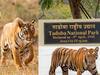 Tadoba: ताडोबा व्याघ्र प्रकल्पाकडून बुकींग वेबसाईटमध्ये बदल, बुकींगसाठी नवीन वेबसाईटचा वापर करण्याचे प्रशासनाचे आवाहन