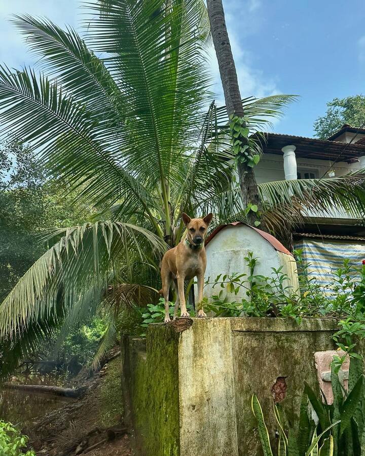 சுஹானா பதிவிட்டுள்ள நாயின் புகைப்படம்..