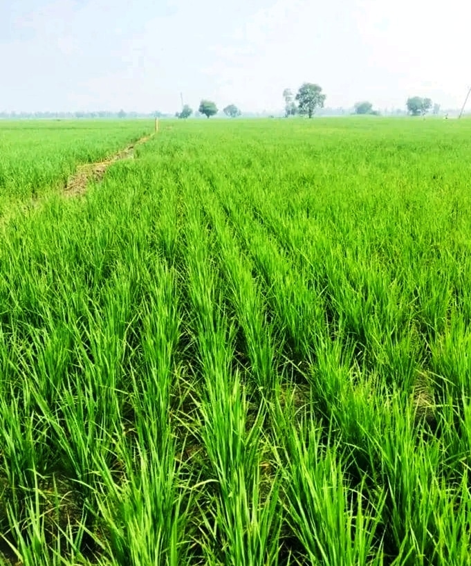 Floods - ਇਸ ਕਿਸਾਨ ਦੀ ਫਸਲ ਨੂੰ ਹੜ੍ਹਾਂ ਦਾ ਪਾਣੀ ਨਹੀਂ ਪਹੁੰਚਾ ਸਕਿਆ ਨੁਕਸਾਨ, ਪੜ੍ਹੇ ਲਿਖੇ ਕਿਸਾਨ ਨੇ ਲਗਾਈ ਸੀ ਆਹ ਜੁਗਤ 