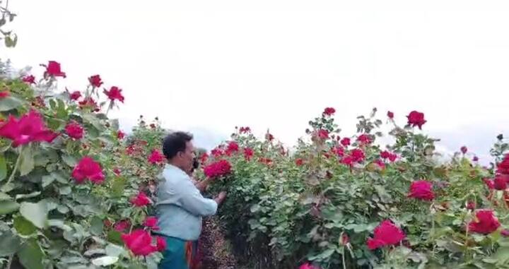 मागील तीन वर्षांपासून गोजरे यांना दर महिन्याला जवळपास 1 लाख ते सव्वा लाख रुपये गुलाब फुलांच्या विक्रीतून मिळत आहे. ज्यात संध्या लाखो रुपय निव्वळ नफा शिल्लक राहतो, असे गोजरे यांनी म्हटले आहे.