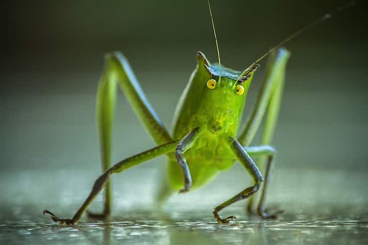 ग्रीन ग्रासहॉपर (Green Grasshopper) भी 135 डेसिबल से अधिक तेज आवाज उत्पन्न कर सकता है. रात के सन्नाटे में, इसकी आवाज डेढ़ किलोमीटर तक सुनाई दे सकती है.