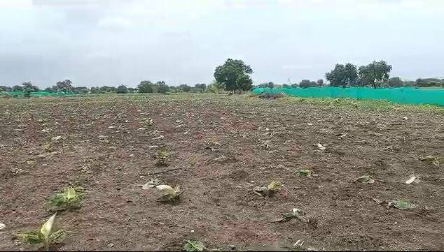 ज्यामुळे शेतकरी सुरेश मोरे आणि राणी मोरे यांचे मोठे नुकसान झाले आहे.