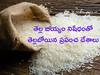 Rice Ban: బియ్యమో రామచంద్రా అంటున్న ప్రపంచ దేశాలు, USలో పరిస్థితి ఎలా ఉంది?