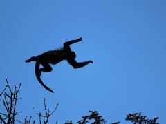 सिर्फ अपनी आवाज से ही इंसान को बहरा कर सकते हैं ये जीव, सह नहीं पाएंगे इनकी तेज आवाज!