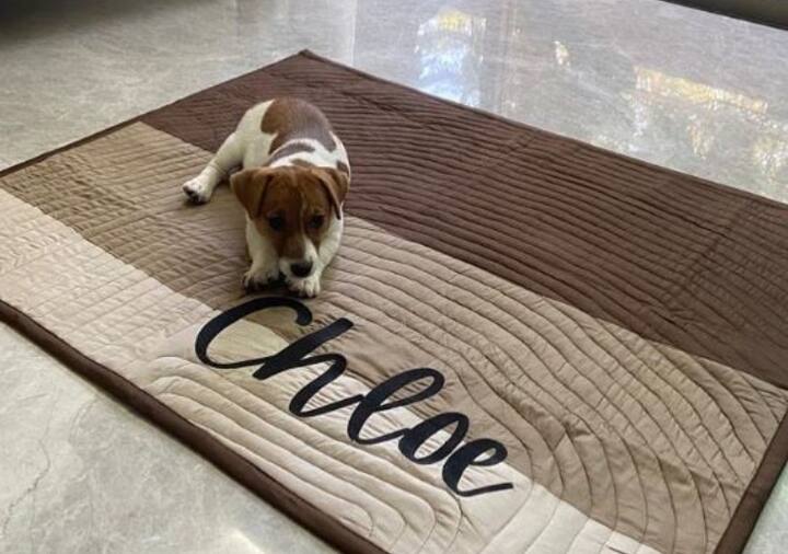 राहुल गांधी अपने साथ Jack Russell Terrier पप्पी लेकर आए. 'जैक रसेल टेरियर' एक उत्कृष्ट नस्ल है. ये नस्ल अपनी सूंघने की क्षमता के लिए जानी जाती है.