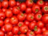 Tomato: 20 லட்சம் ரூபாய் மதிப்பிலான தக்காளி.. முழுவதுமாக நாசம் செய்த மர்மநபர்கள்.. அரங்கேறிய அதிர்ச்சி சம்பவம்..