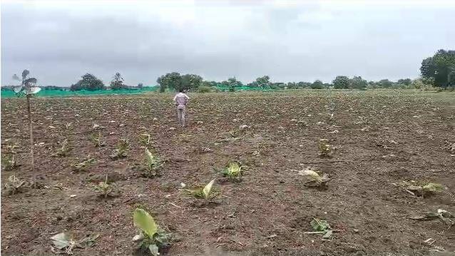यंदा केवळ शहापूरच नाही तर जिंतूर, सेलु, गंगाखेड आदी तालुक्यात रानडुक्करे, रोही, हरणं आदी वन्यप्राण्यांकडून शेतीपिकांचे मोठे नुकसान केले जात आहे.