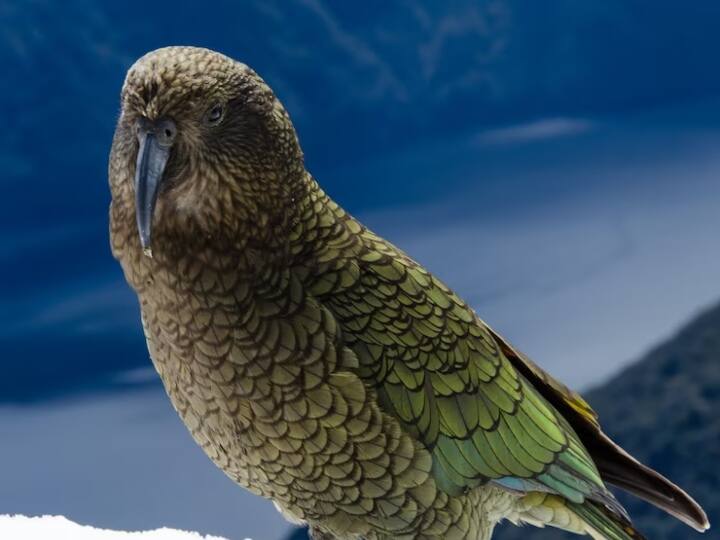 पांचवें स्थान पर काकापो (Kakapo) है, जो न्यूजीलैंड में पाया जाता है. यह एक विशेष प्रजाति का तोता है जिसकी दिखावट उल्लू की तरह होती है, लेकिन यह उड़ नहीं सकता. यह 130 डेसिबल तक की आवाज उत्पन्न कर सकता है.