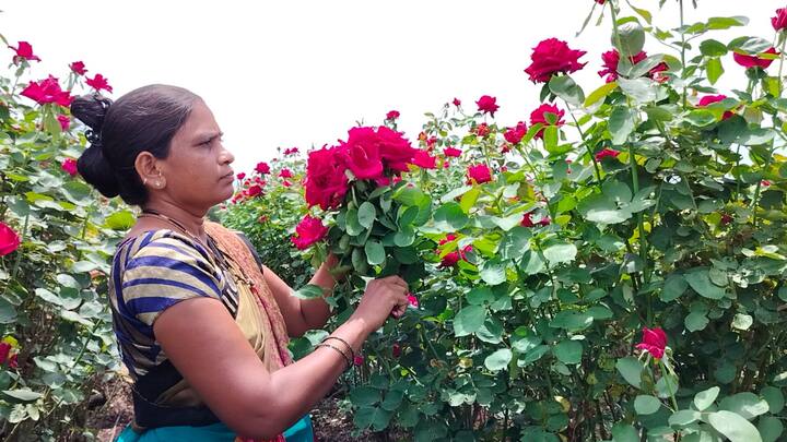 गुलाबाच्या बागेला नऊ महिने सतत फुल येतात.  मात्र, या झाडांपासून ऑगस्ट ते मार्चच्या शेवटच्या आठवड्यापर्यंत सातत्याने चांगले फुल येतात.
