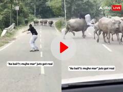 'आ भैंस मुझे मार' का नया वीडियो आ गया! स्केटिंग कर रहा युवक भैंस के झुंड से जा टकराया... VIDEO