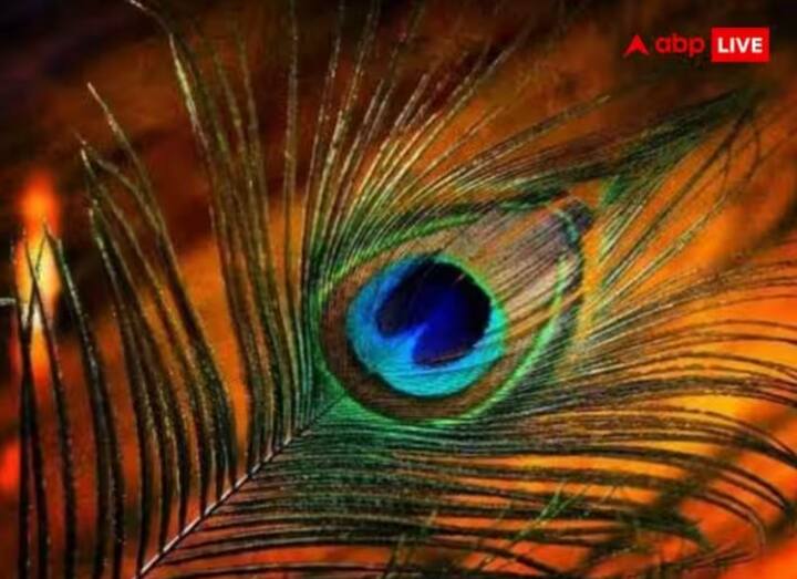 મોર પીંછઃ ઘરના મંદિરમાં મોર પીંછ રાખવું ખૂબ જ શુભ માનવામાં આવે છે. જે ઘરમાં મોર પીંછ હોય છે, ત્યાં સકારાત્મક ઉર્જાનો વાસ હોય છે અને આવા ઘરમાં માતા લક્ષ્મીનો પણ વાસ હોય છે.