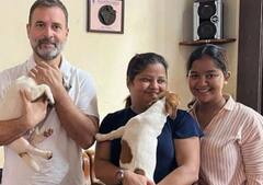 गोवा से अकेले नहीं लौटे राहुल गांधी, गोद में था एक क्यूट सा गिफ्ट, देखें तस्वीरें