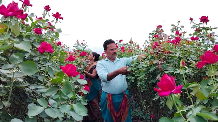 औरंगाबाद जिल्ह्यातील पैठणच्या वडजी येथील बाबासाहेब गोजरे या शेतकऱ्यांने करत लाखोंची कमाई सुरु केली आहे. पारंपरिक पिकांना बाजूला सारून गोजरे यांनी गुलाब फुलांची शेती (Rose Farming) केली आहे.