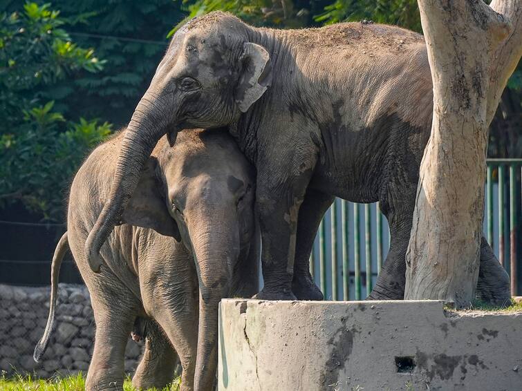 Assam News India Oldest Domestic Elephant Dies At 90 In Assam Sonitpur District India’s Oldest Domestic Elephant Dies At 90 In Assam’s Sonitpur District