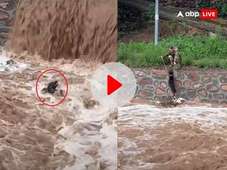 Viral Video: तेज रफ्तार पानी में बहकर डूबने लगा कुत्ता, कई बार मारे हाथ-पांव, तभी देवदूत बनकर आया शख्स...