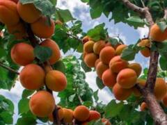 देश भर के बाजारों में दिखेंगी लद्दाख की खुबानी, अधिकारियों ने ट्रकों को हरी झंडी दिखाकर किया रवाना