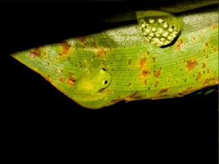 Weird News: ਗਿਰਗਿਟ ਇੰਝ ਹੀ ਬਦਨਾਮ ਹੈ, ਇਹ ਡੱਡੂ ਵੀ ਬਦਲਦਾ ਹੈ ਰੂਪ, ਜਾਣਦਾ ਹੈ ਅਲੋਪ ਹੋਣ ਦੀ ਕਲਾ!