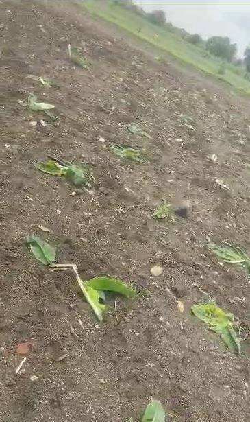 अनेक तक्रारी करुनही वन विभाग मात्र याकडे साफ दुर्लक्ष करताना दिसत असल्याचा आरोप शेतकऱ्यांचा आहे.