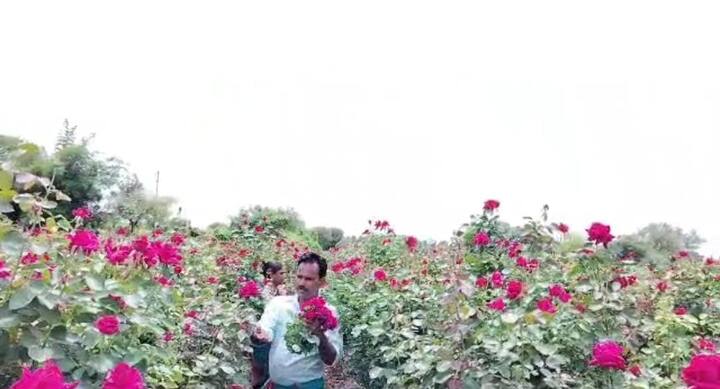 या फुलाच्या बागेला जगवण्यासाठी त्यांनी संपूर्ण रोपट्याला ठिबक सिंचनाची सोय केली आहे. याद्वारेच पाणी, खत फवारणीची व्यवस्था केली आहे.