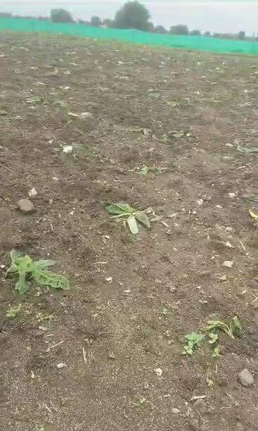 याबाबत दोन्ही शेतकऱ्यांनी वन विभागाकडे तक्रार केली अन् तात्काळ या रानडुक्करांचा बंदोबस्त करुन नुकसानभरपाई देण्याची मागणी केली आहे.