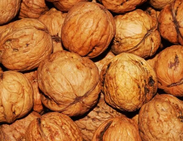 Walnut Benefits For Weight Loss: ਸਿਹਤਮੰਦ ਰਹਿਣ ਲਈ ਫਲਾਂ ਅਤੇ ਸਬਜ਼ੀਆਂ ਦੇ ਨਾਲ ਮੇਵੇ ਦਾ ਸੇਵਨ ਕਰਨਾ ਬਹੁਤ ਜ਼ਰੂਰੀ ਹੈ। ਕਿਉਂਕਿ ਅਖਰੋਟ ਚੰਗੀ ਸਿਹਤ ਬਣਾਈ ਰੱਖਣ ਵਿੱਚ ਮਦਦ ਕਰਦਾ ਹੈ।