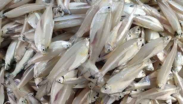 Thanjavur news Price increase due to reduced supply of silver fish in Athirampatnam waters TNN அதிராம்பட்டினம் கடற்பகுதியில் வெள்ளி மீன்கள் வரத்து குறைந்துள்ளதால் விலை அதிகரிப்பு