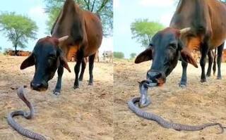 Viral Video: ਕੋਬਰਾ ਨੂੰ ਚੱਟਦੀ ਦਿਖੀ ਗਾਂ, ਚੁੱਪ ਬੈਠਾ ਰਿਹਾ ਸੱਪ, IFS ਅਫਸਰ ਨੇ ਸ਼ੇਅਰ ਕੀਤਾ ਵੀਡੀਓ, ਕਿਹਾ- ਪਿਆਰ ਨਾਲ ਜਿੱਤਿਆ ਵਿਸ਼ਵਾਸ