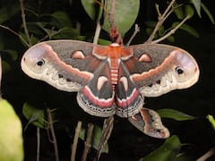 बच्चों को जन्म देने के बाद मर जाते हैं ये 5 जीव, देखिए लिस्ट