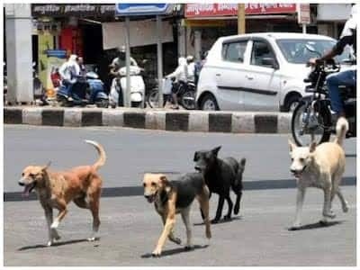 Dogs have increased the problems of MCD, Now questions raised about removal from the road ANN Delhi: कुत्तों ने बढ़ाई MCD की परेशानी, अब सड़क से हटाने को लेकर उठे सवाल, जानें क्या है पूरा मामला?