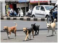 कुत्तों ने बढ़ाई MCD की परेशानी, अब सड़क से हटाने को लेकर उठे सवाल, जानें क्या है पूरा मामला?