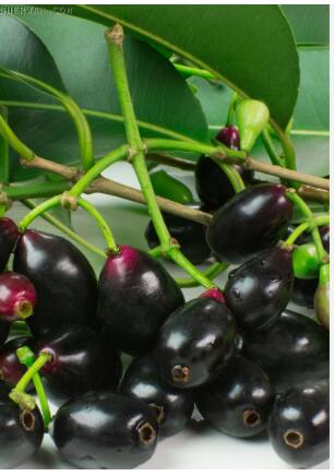 गरोदर मातांनी समतोल राखणे आवश्यक असते. आहार, ज्यामध्ये विविध फळांचा समावेश आहे, स्वतःच्या आणि त्यांच्या बाळाच्या चांगल्या वाढीसाठी.