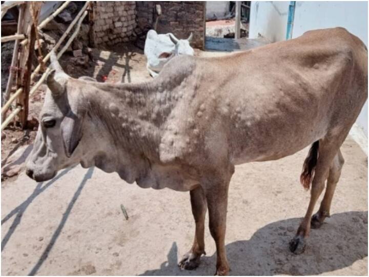 Dhule latest News Livestock purchase and sale banned due to lumpi outbreak in Dhule district Dhule News : धुळे जिल्ह्यात 52 गावांमध्ये लम्पिचा शिरकाव, अडीच महिन्यात 1 हजार 353 जनावरांना लागण, 35 जनावरांचा मृत्यू