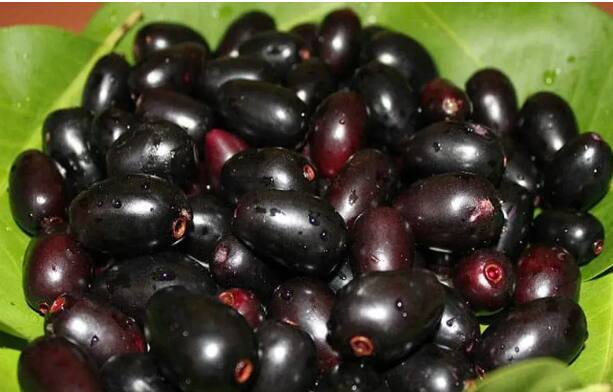 असेच एक फळ आहे जे गरोदरपणात अत्यंत फायदेशीर ठरू शकते. ते आहे जांभूळ.