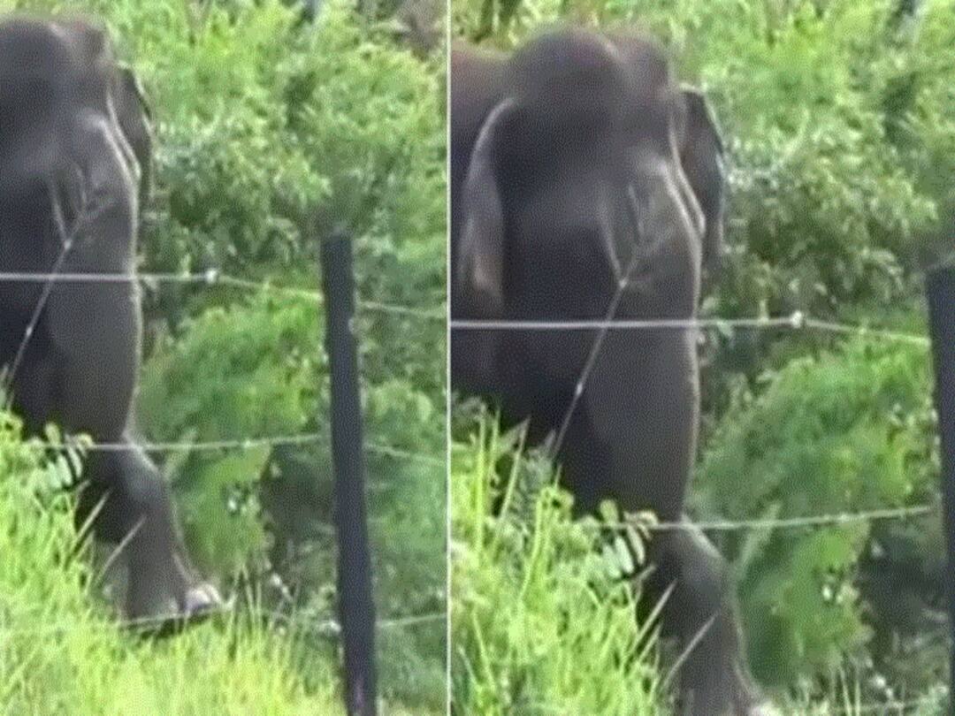 Anand Mahindra Uses Video Of An Elephant To Share An Important Life Lesson Anand Mahindra Uses Video Of An Elephant To Share An Important Life Lesson