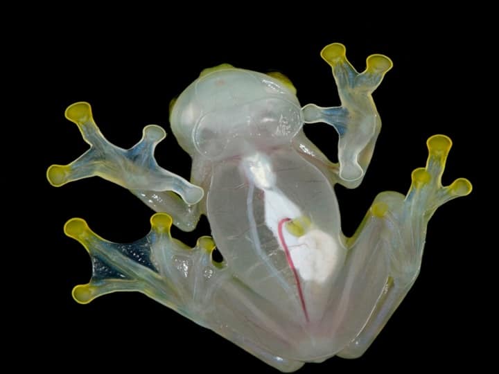 Glass frog turns its body transparent when it senses danger it is a transparent frog गिरगिट का रिश्तेदार है ये मेंढक, रंग बदलने में है माहिर; इसे कहा जाता है दुनिया का सबसे अच्छा पिता!