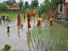 Buddhist Monks Planting Paddy: बौद्ध भिक्षुओं को स्टिकी राइस है काफी पसंद, सात समुंद्र पार से पहुंचा बोधगया, बुद्धिष्टों ने की धान की रोपाई