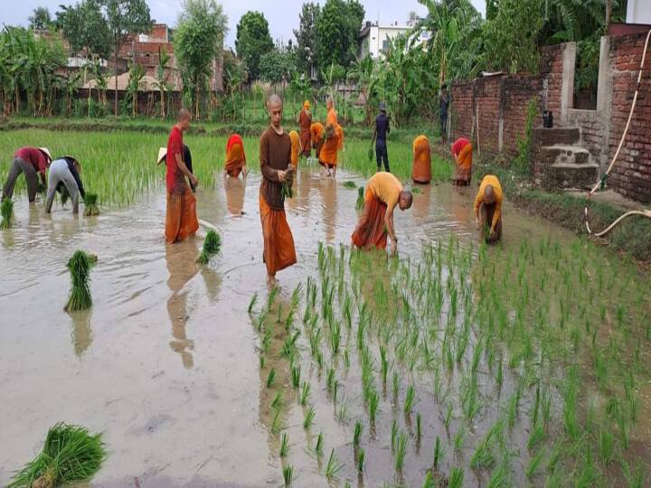Planting Sticky Rice: गया के बोधगया में वट लाओस बौद्ध मंदिर में रहने वाले थाई और लाओस के बौद्ध भिक्षुओं के द्वारा इस बार पहली बार स्टिकी राइस की खेती की जा रही है.