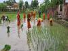 Buddhist Monks Planting Paddy: बौद्ध भिक्षुओं को स्टिकी राइस है काफी पसंद, सात समुंद्र पार से पहुंचा बोधगया, बुद्धिष्टों ने की धान की रोपाई