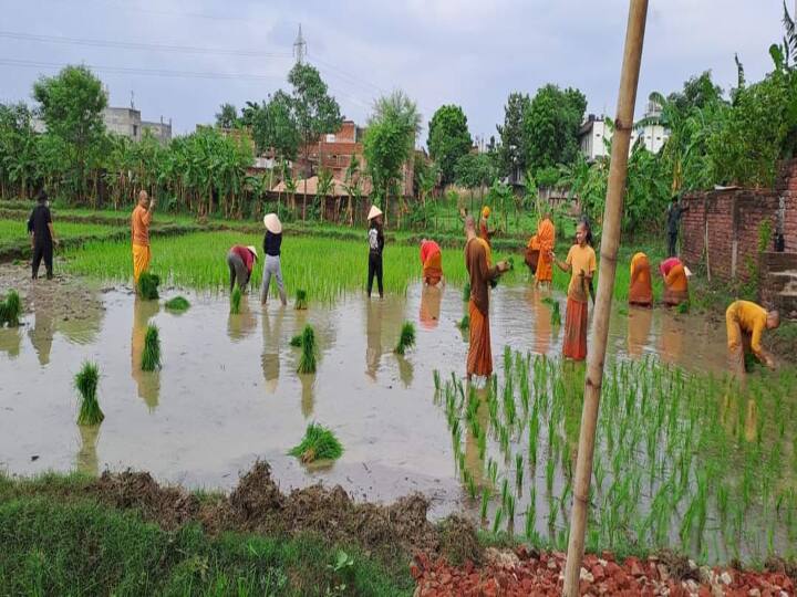 वट लाओस बौद्ध मंदिर के प्रभारी भिक्षु ने बताया कि पिछले वर्ष ट्रायल के तौर पर थोड़े से भूमि पर स्टिकी राइस की रोपाई की गई थी, जिसमें बहुत ज्यादा उपज हुआ था.