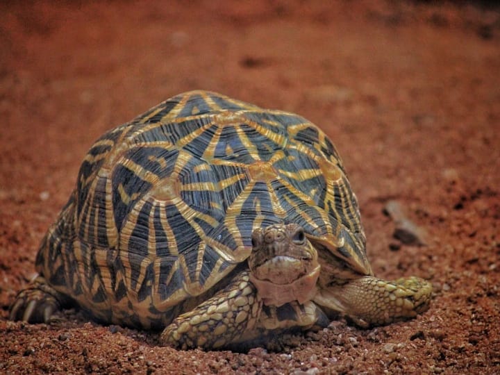 Why are turtles smuggled Star turtle is considered a symbol of luck स्टार कछुए में ऐसा क्या होता है जो इसकी तस्करी की जाती है?