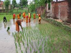 Buddhist Monks Planting Paddy: बौद्ध भिक्षुओं को स्टिकी राइस है काफी पसंद, सात समुंद्र पार से पहुंचा बोधगया, बुद्धिष्टों ने की धान की रोपाई
