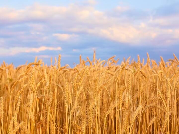 India May reduce or eliminate tax on import of wheat Say Food Secretary Wheat Import Tax: गेहूं के आयात पर टैक्‍स में कटौती या फिर खत्‍म कर सकता है भारत, प्रस्‍ताव पर कर रहा विचार 